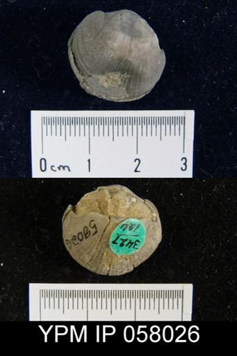 Dalmanella perelegans