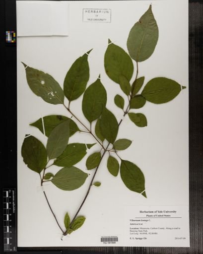 Plantae
