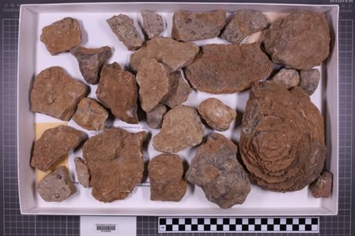mixed taxa, stratigraphic collection