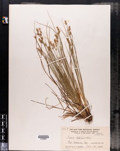 Carex cephalantha