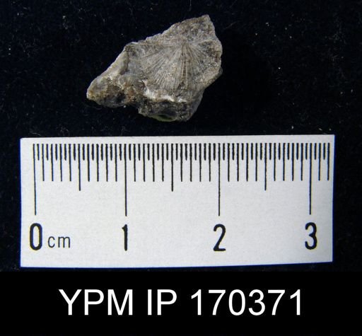 Aporthophyla sp.