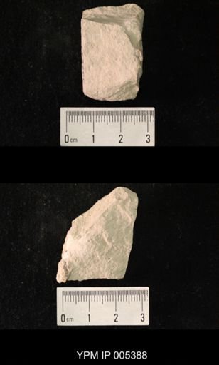 Delopterum dunbari