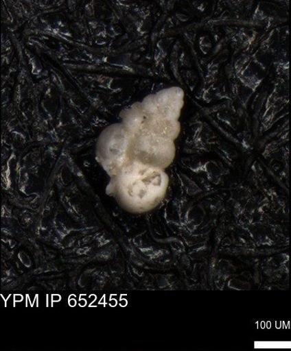 undet. Heterohelicidae