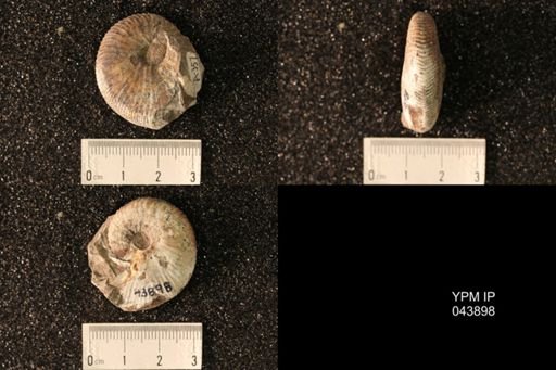 Hoploscaphites nicolletii