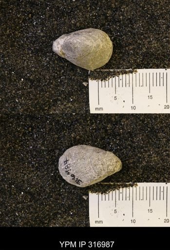 Protocardia