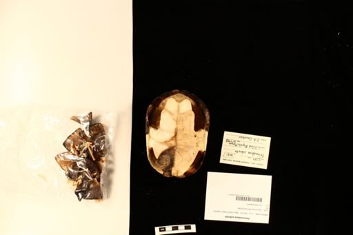 Pelomedusa subrufa