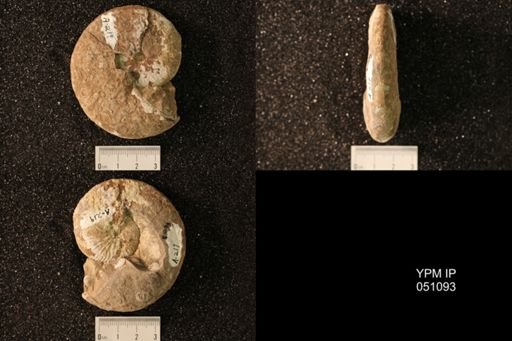 Hoploscaphites nicolletii