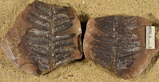 Pecopteris