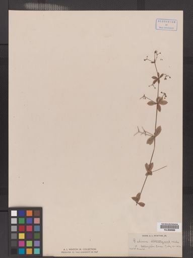 Galium