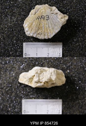 Neithea texana