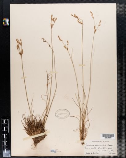 Juncus secundus