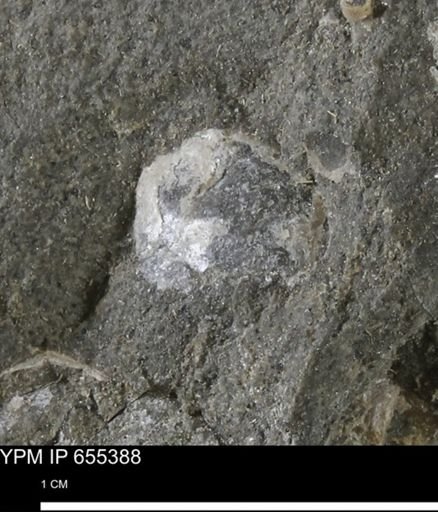 Bivalvia