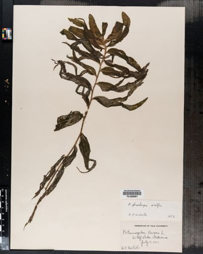 Potamogeton praelongus