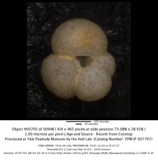 undet. Foraminiferida
