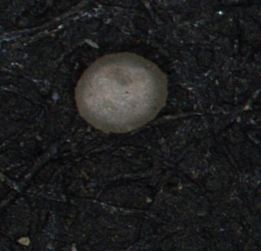 undet. Foraminiferida