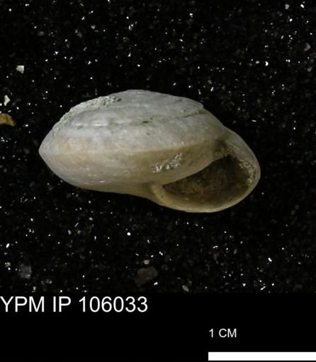 Poecilozonites bermudensis zonatus