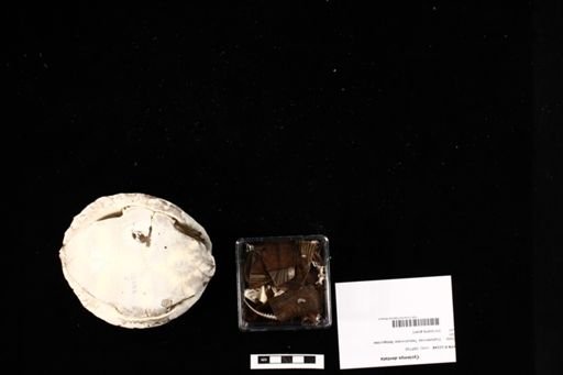 Cyclemys dentata