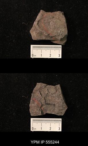 Productus cora