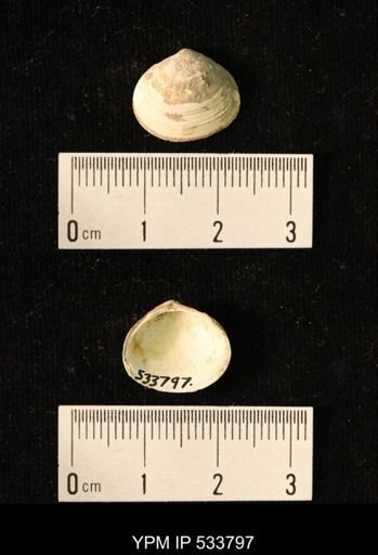 Macoma groenlandica