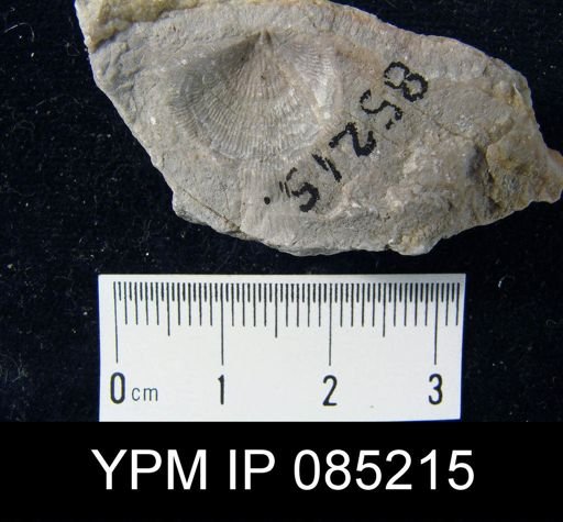 Atrypa reticularis