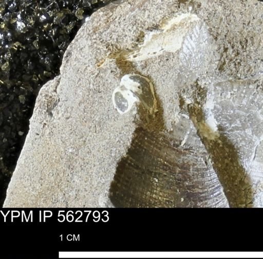 undet. Mollusca