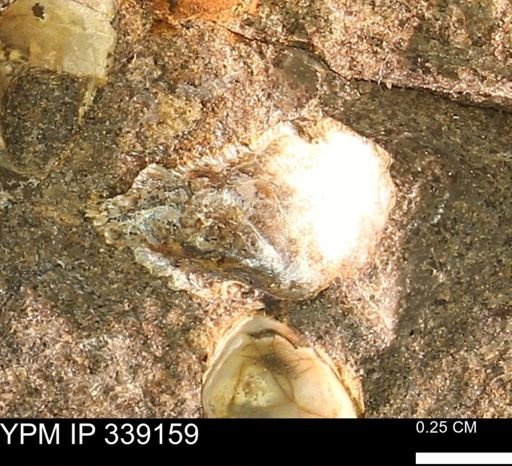 undet. Mollusca