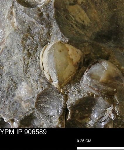 undet. Bivalvia