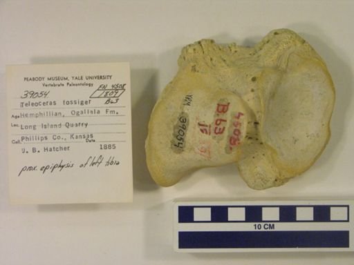Teleoceras fossiger