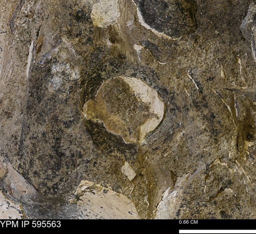 Protocardia sp.