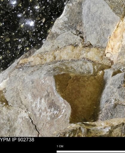 undet. Mollusca