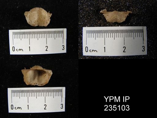 Marginifera hystricula