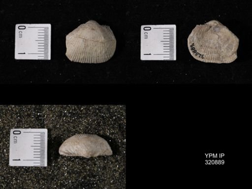 Linoproductus sp.