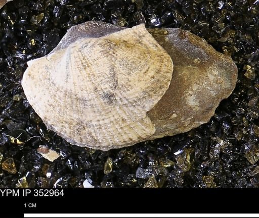 Parallelodon (Cosmetodon) sp.