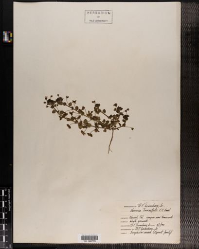 Plantae
