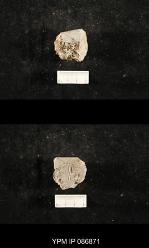 undet. Nautiloidea
