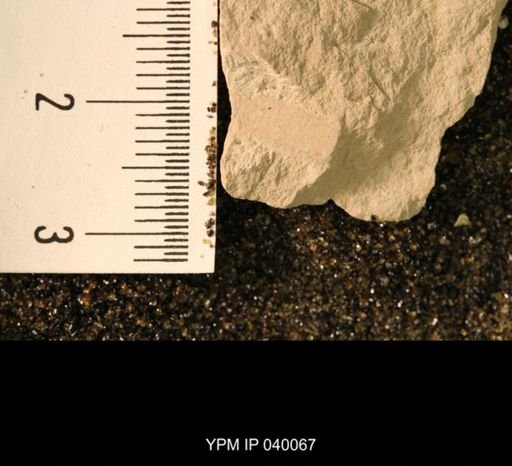 Probnis speciosa