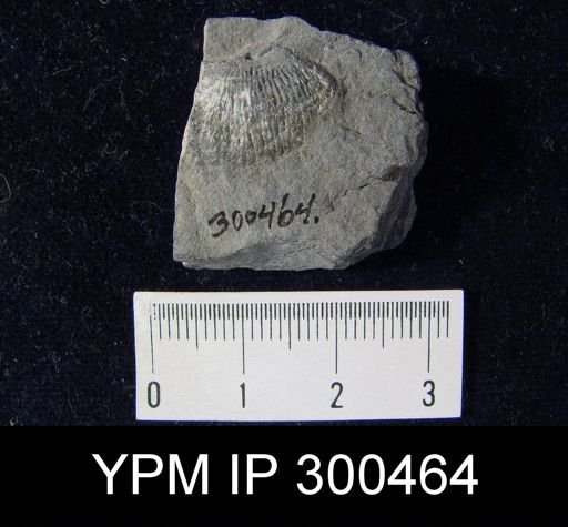 undet. Rhynchonelliformea