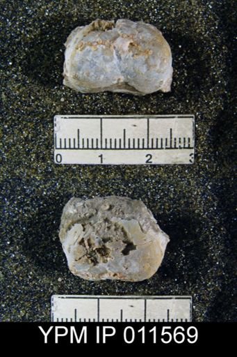 Avonia walcottiana costata