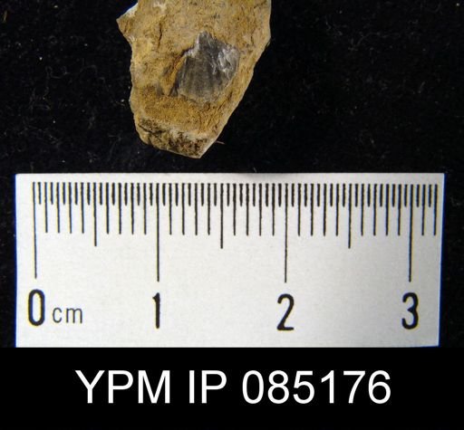 Atrypa reticularis