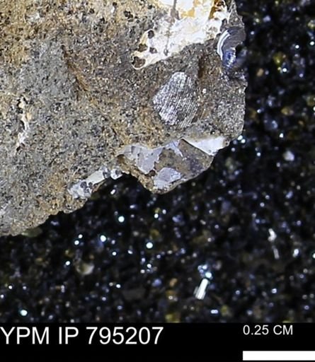 undet. Mollusca