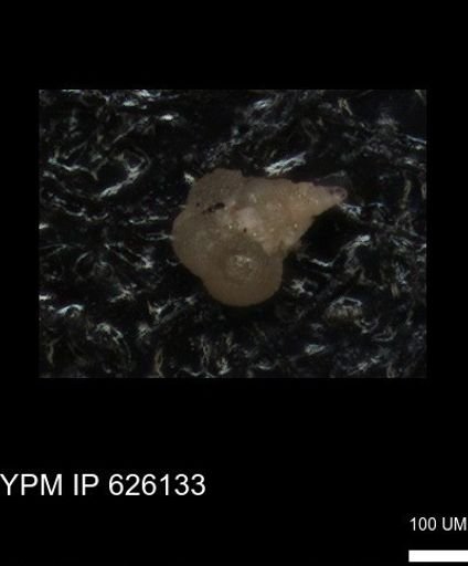 undet. Foraminiferida
