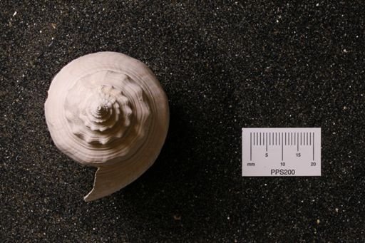 Strombus alatus