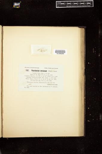 Euastrum bidentatum
