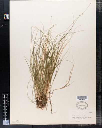 Carex trisperma