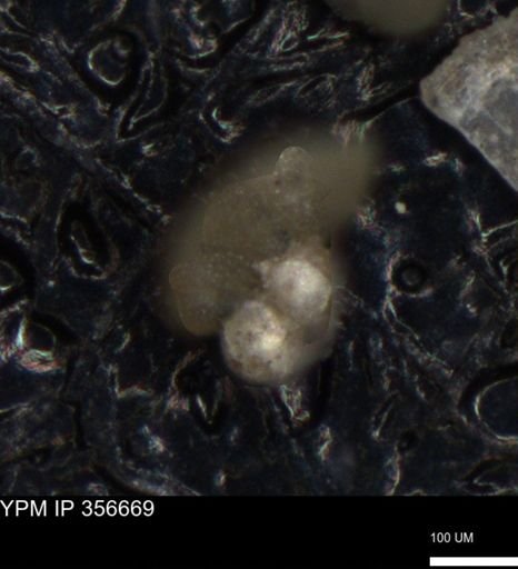 undet. Foraminiferida