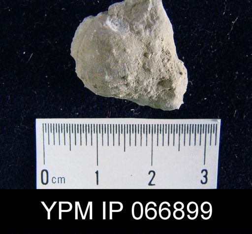 Productella hallana