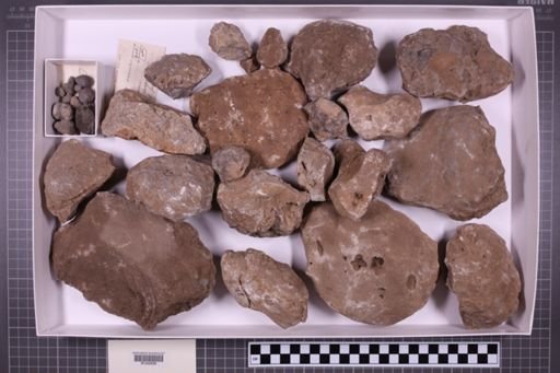 mixed taxa, stratigraphic collection