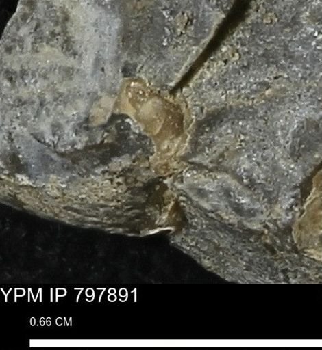 Mollusca