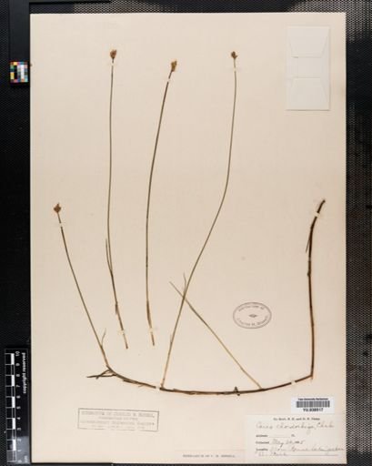 Carex chordorrhiza