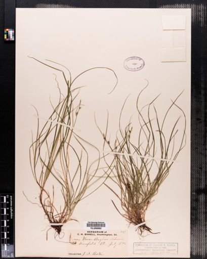 Plantae